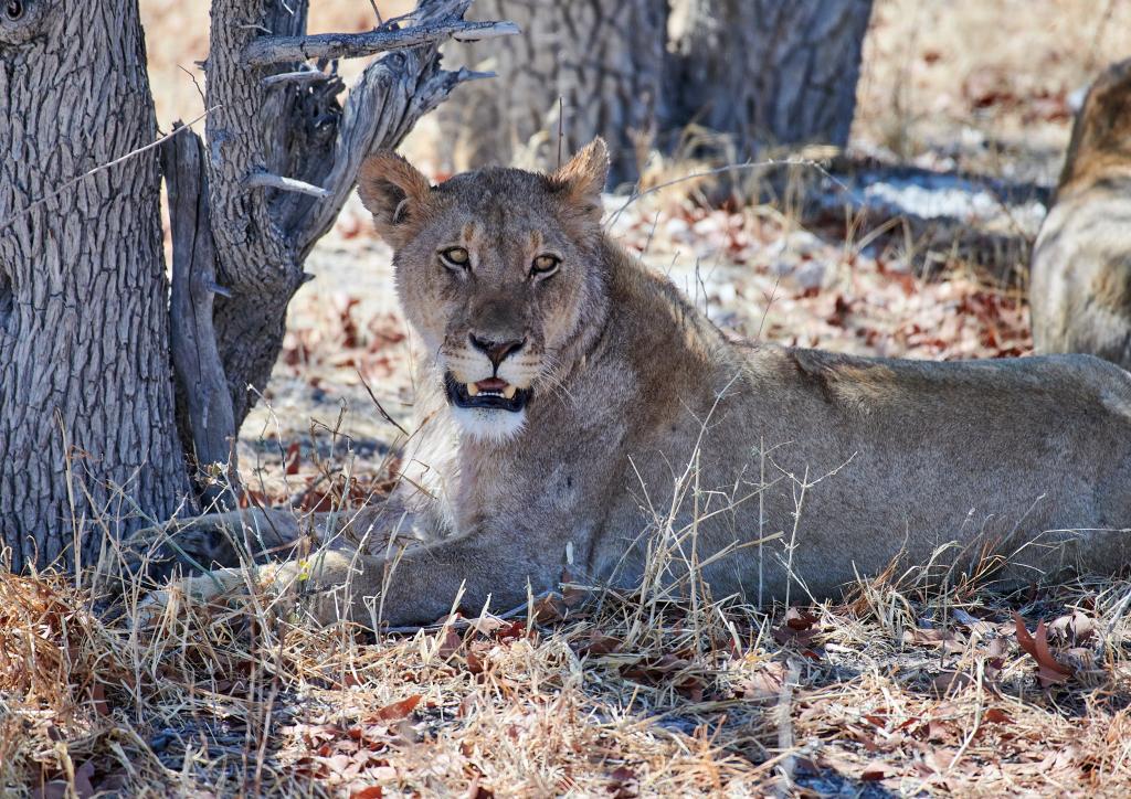 Parc d'Etosha [Namibie] - 2021 