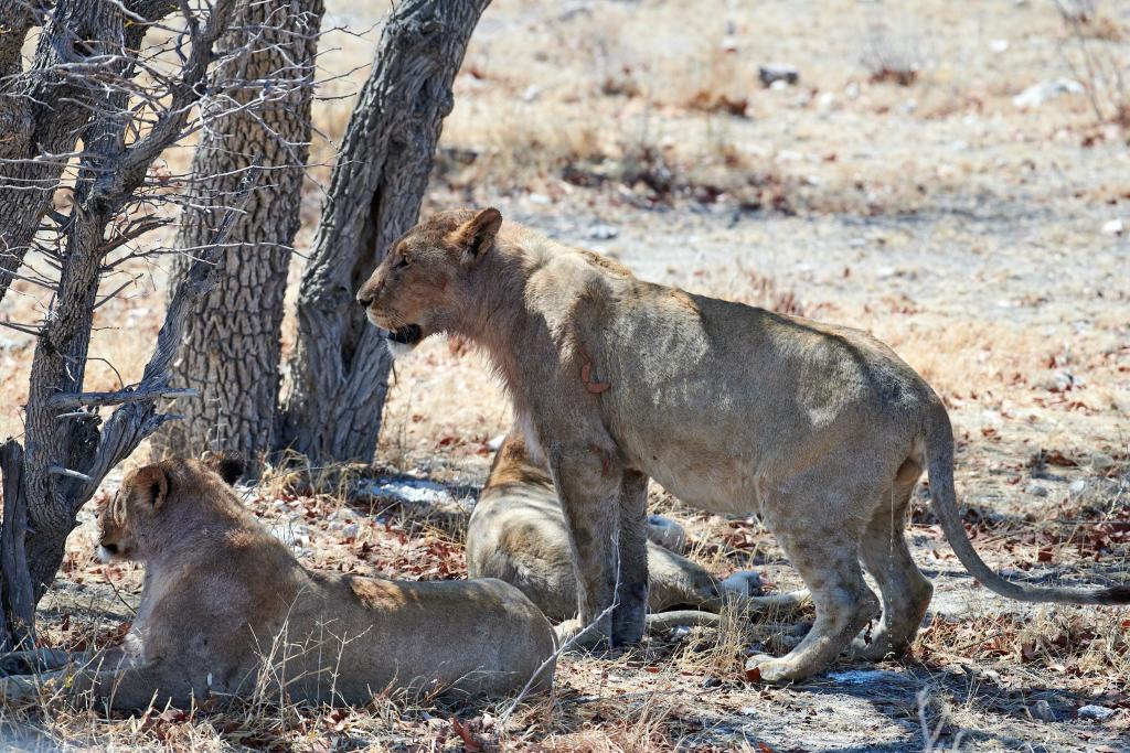 Parc d'Etosha [Namibie] - 2021 