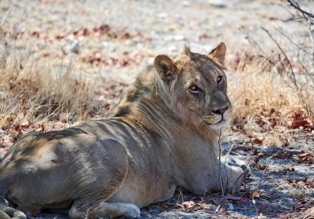 Parc d'Etosha [Namibie] - 2021 