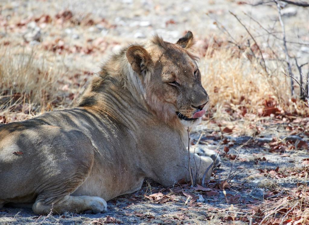 Parc d'Etosha [Namibie] - 2021 