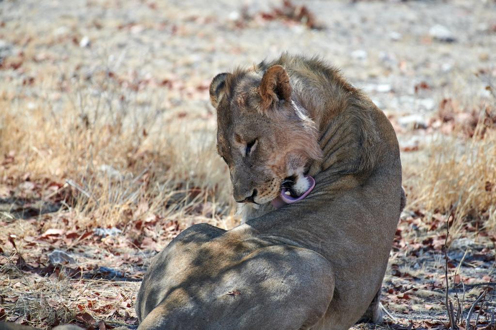 Parc d'Etosha [Namibie] - 2021 