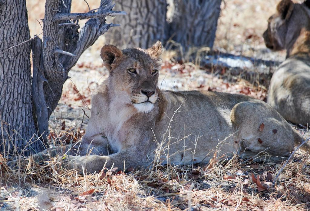 Parc d'Etosha [Namibie] - 2021 