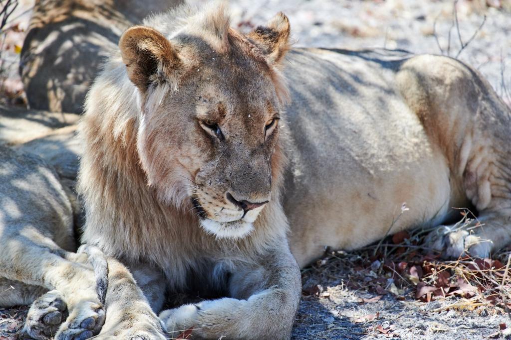 Parc d'Etosha [Namibie] - 2021 