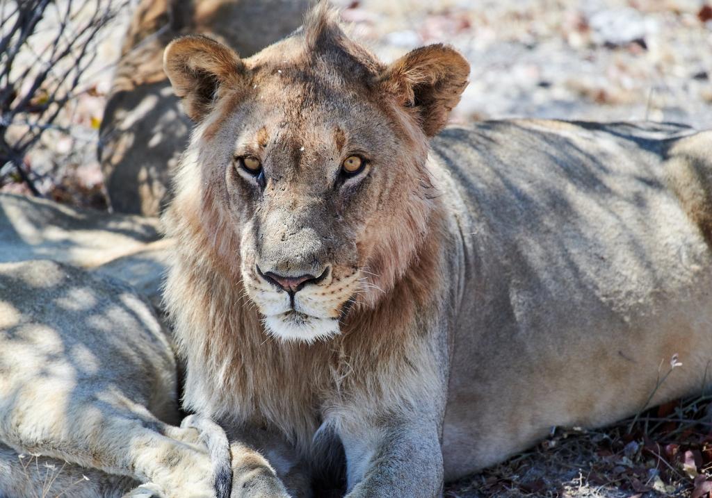 Parc d'Etosha [Namibie] - 2021 