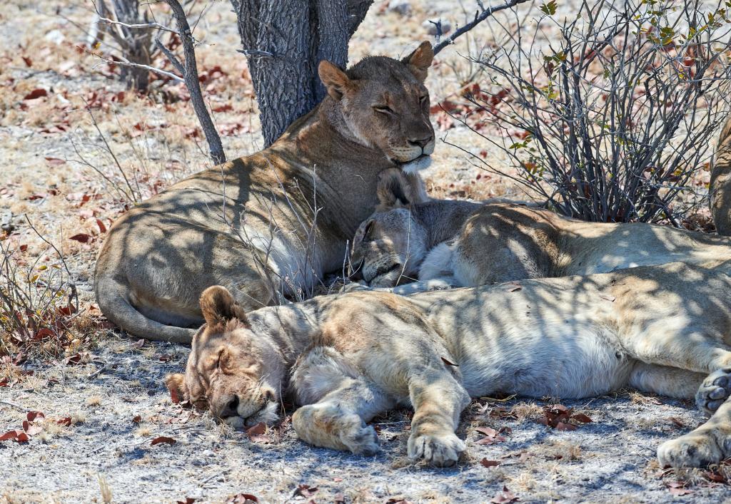 Parc d'Etosha [Namibie] - 2021 