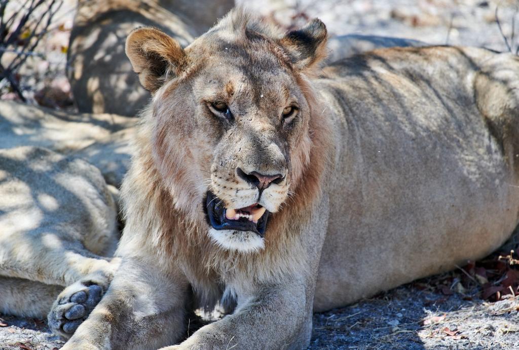 Parc d'Etosha [Namibie] - 2021 