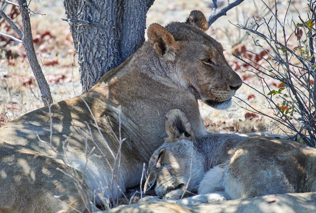 Parc d'Etosha [Namibie] - 2021 