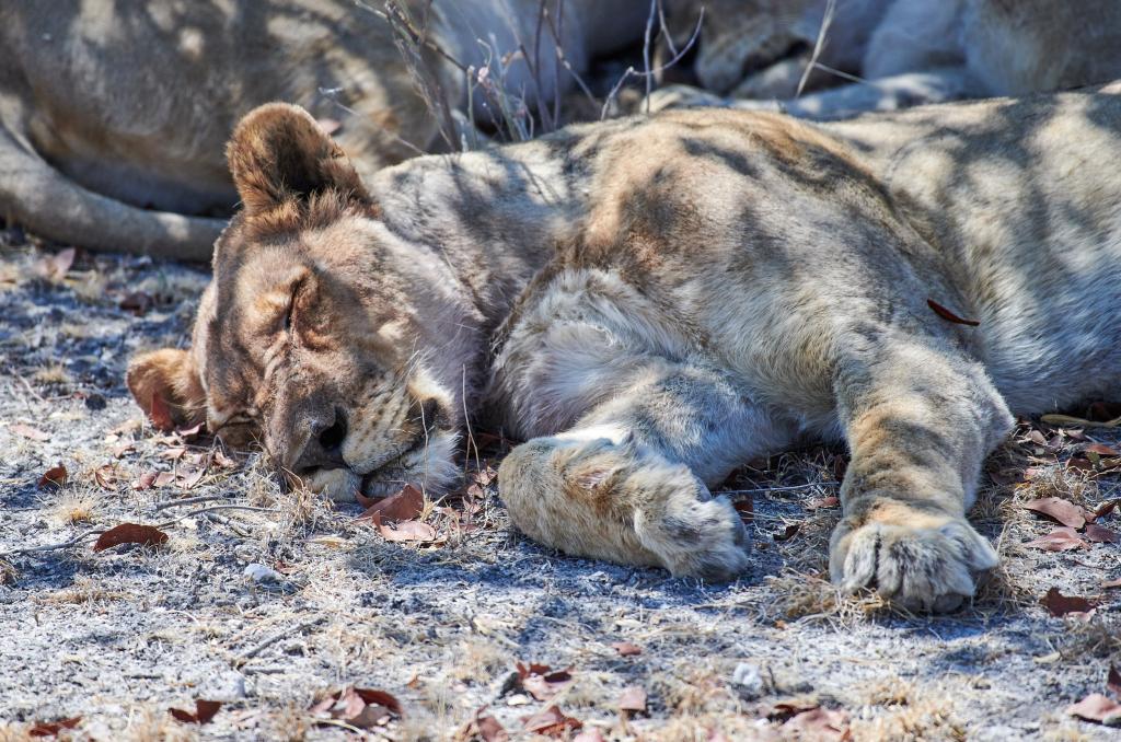 Parc d'Etosha [Namibie] - 2021 