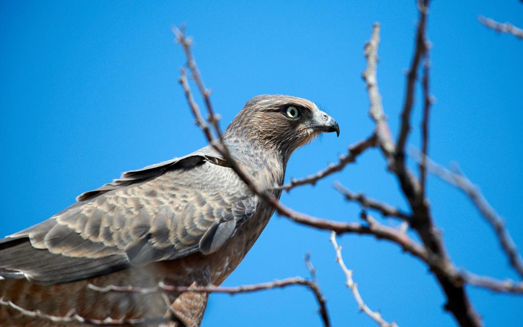 Parc d'Etosha [Namibie] - 2021 