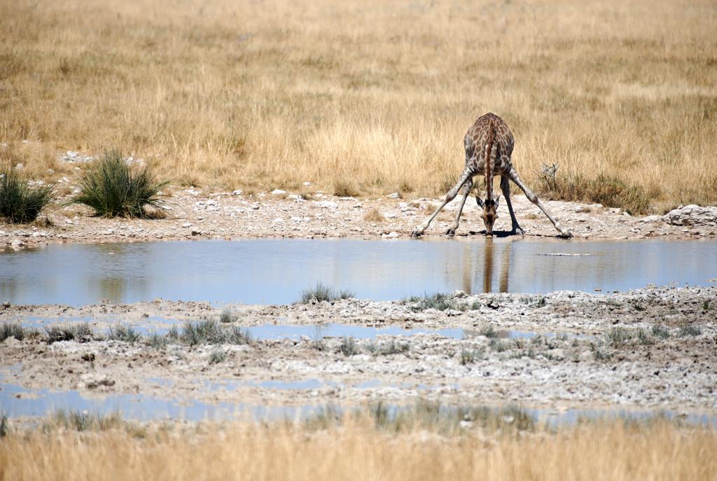 Parc d'Etosha [Namibie] - 2021 