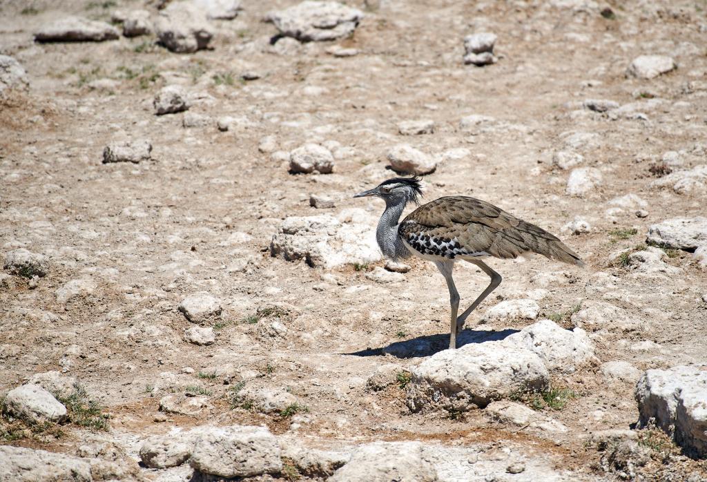 Parc d'Etosha [Namibie] - 2021 