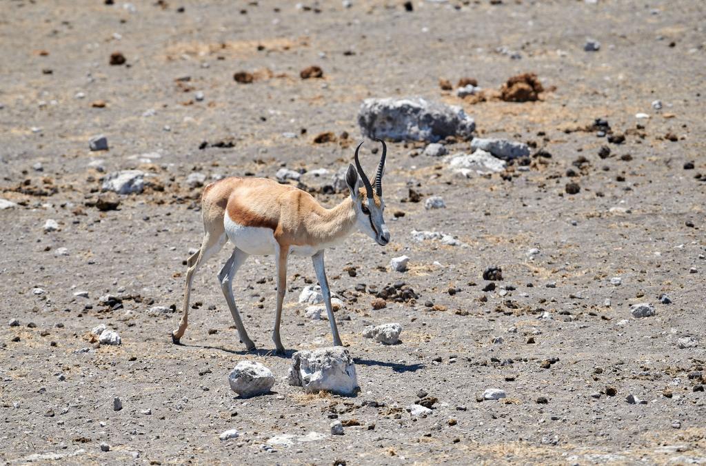 Parc d'Etosha [Namibie] - 2021 