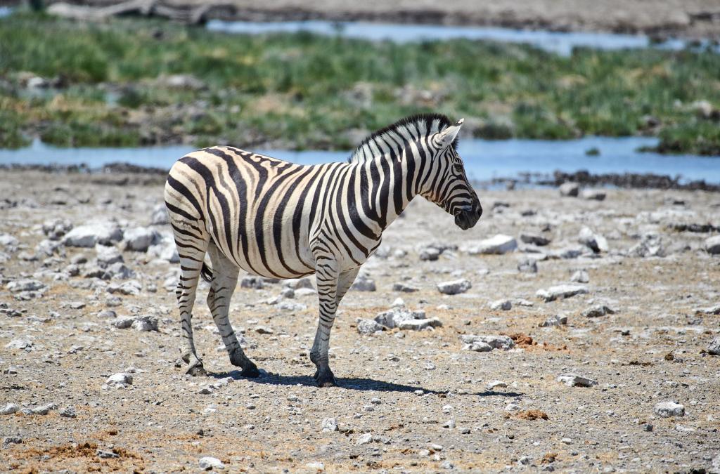 Parc d'Etosha [Namibie] - 2021 