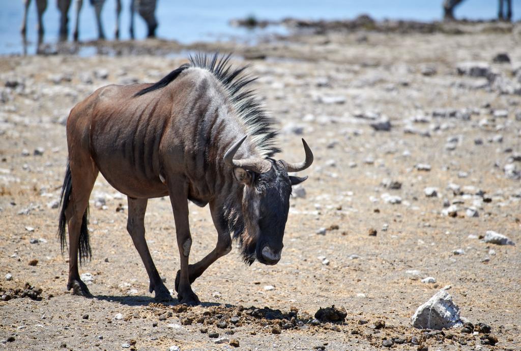 Parc d'Etosha [Namibie] - 2021 