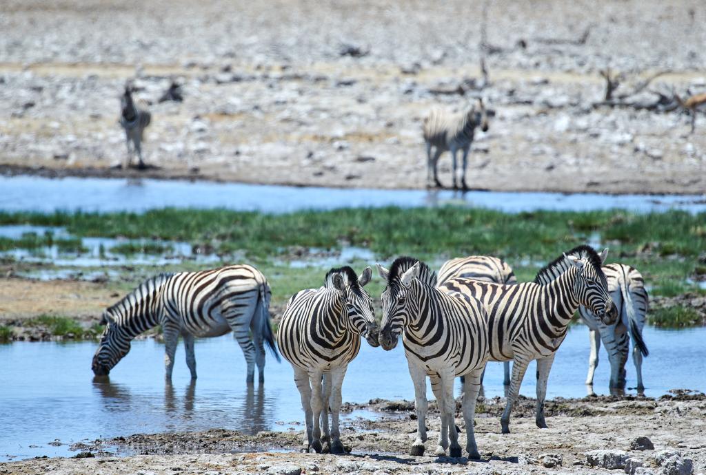 Parc d'Etosha [Namibie] - 2021 