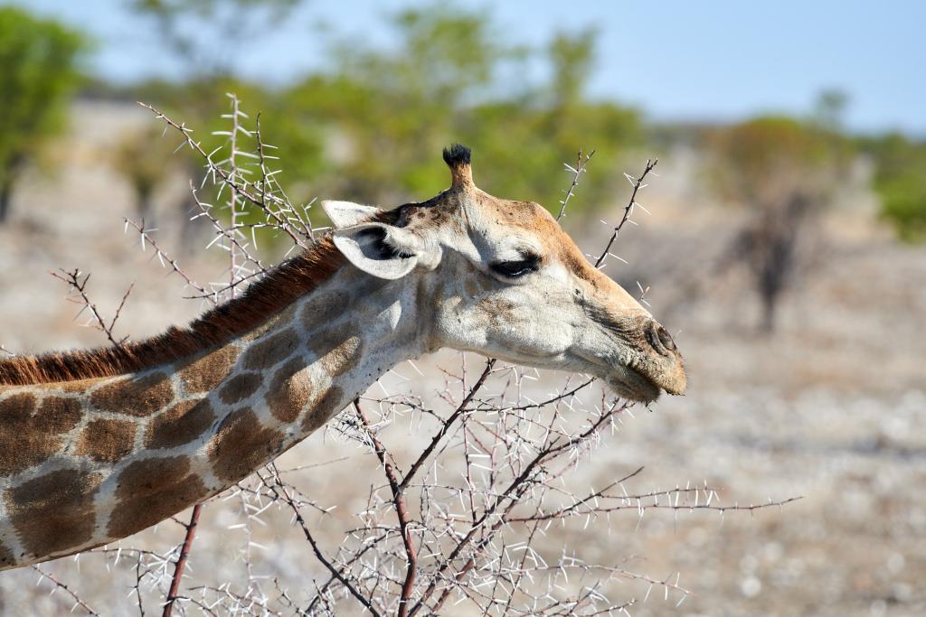 Parc d'Etosha [Namibie] - 2021 