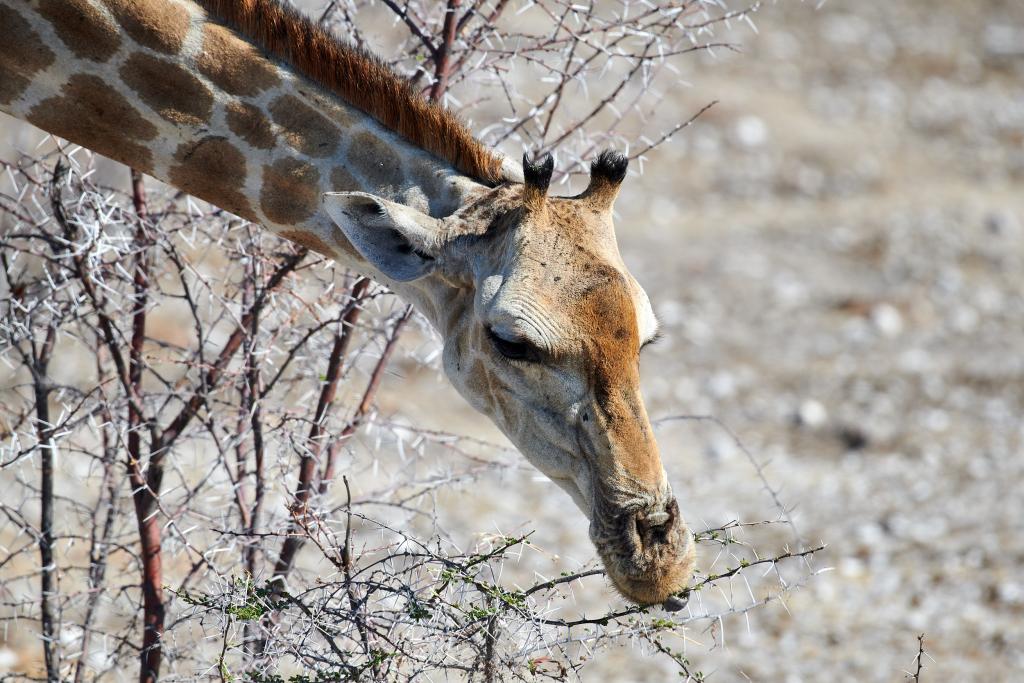 Parc d'Etosha [Namibie] - 2021 