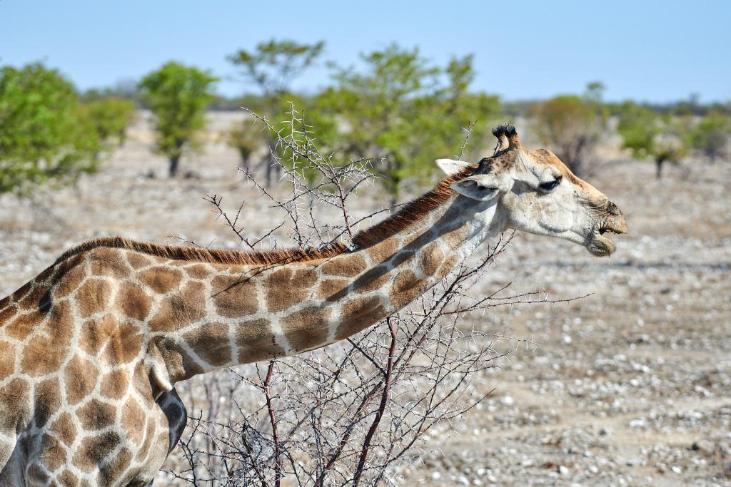 Parc d'Etosha [Namibie] - 2021 