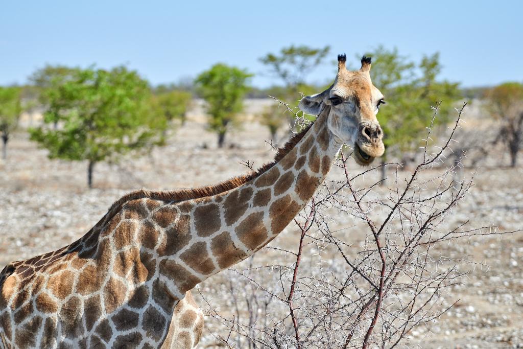 Parc d'Etosha [Namibie] - 2021 