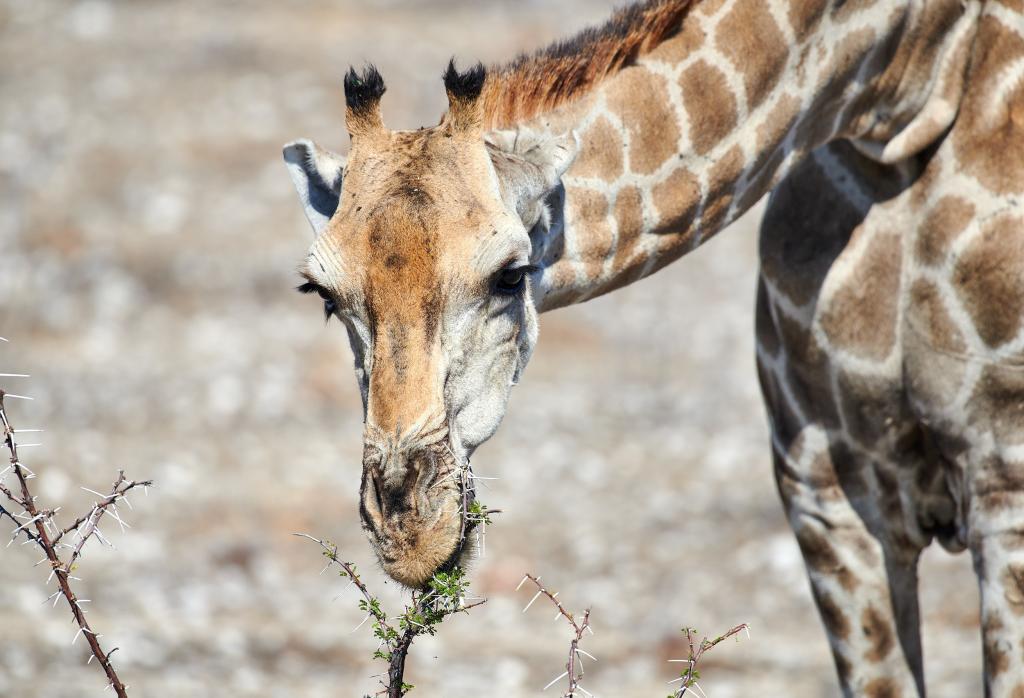 Parc d'Etosha [Namibie] - 2021 