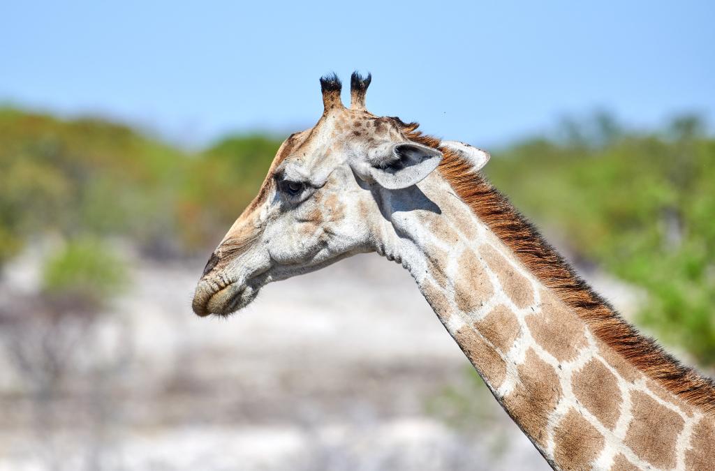 Parc d'Etosha [Namibie] - 2021 