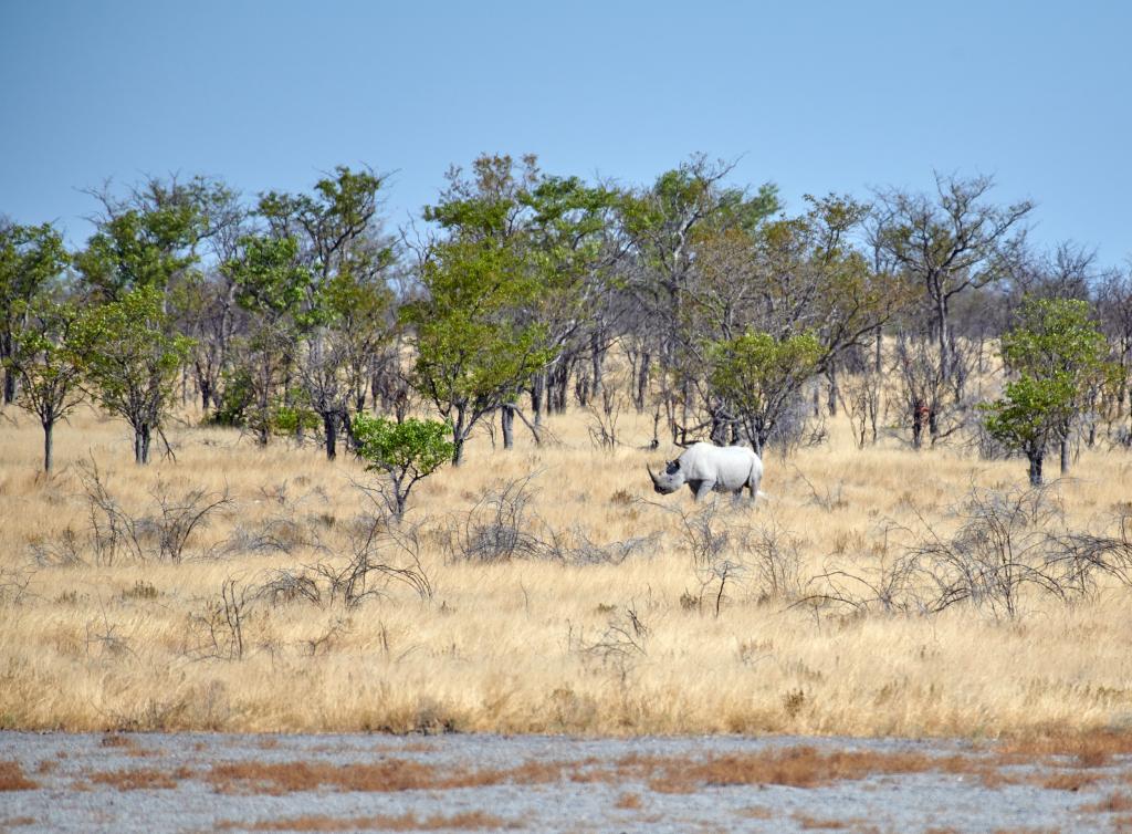 Parc d'Etosha [Namibie] - 2021 