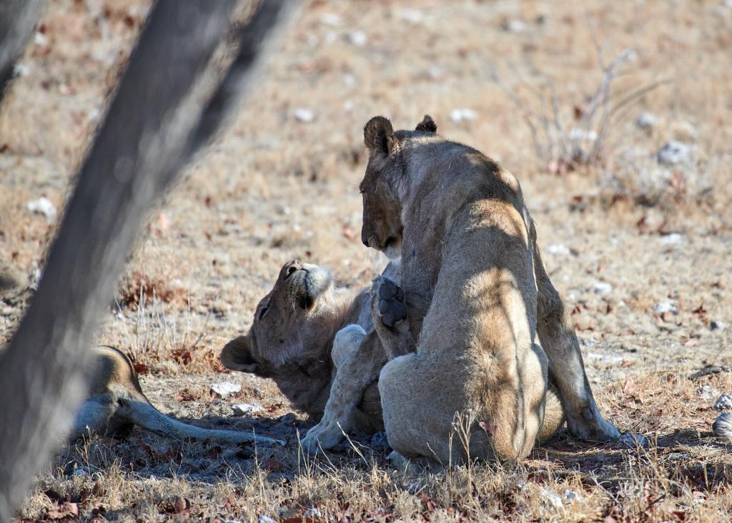 Parc d'Etosha [Namibie] - 2021 