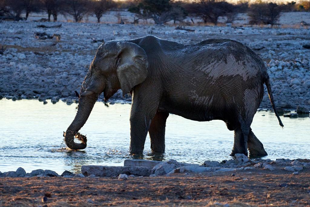 Parc d'Etosha [Namibie] - 2021