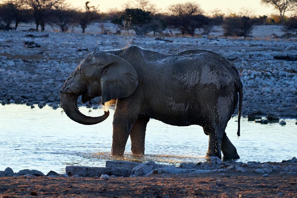 Parc d'Etosha [Namibie] - 2021