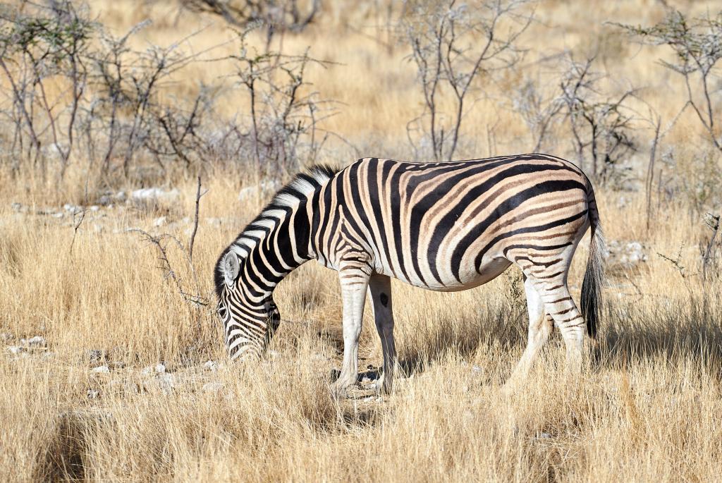 Parc d'Etosha [Namibie] - 2021