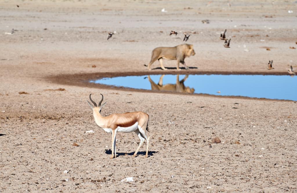 Parc d'Etosha {Namibie] - 2021