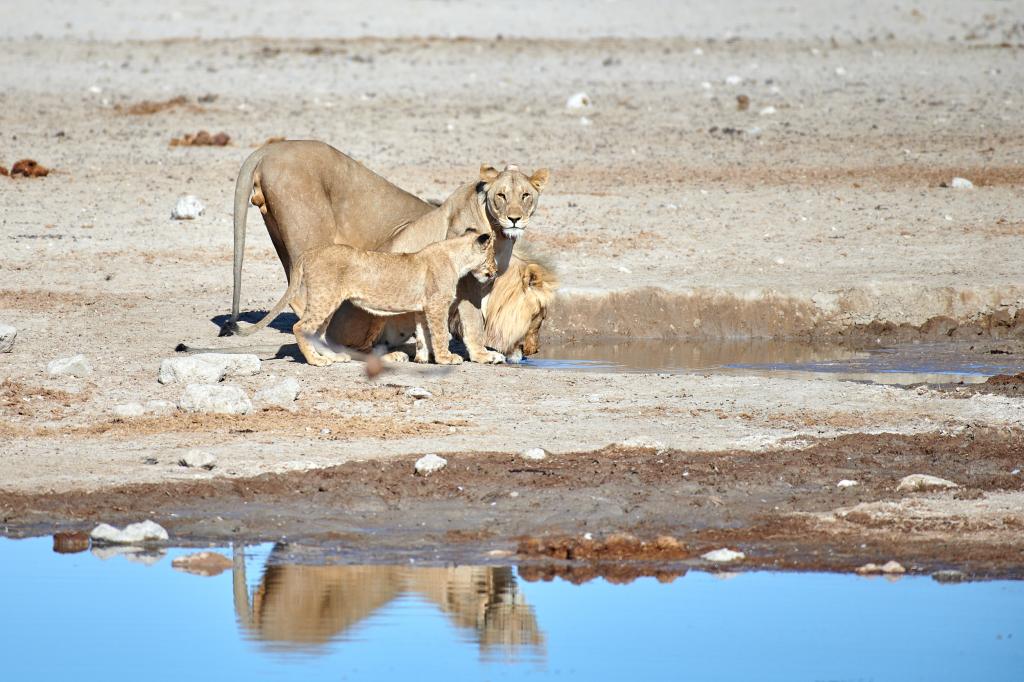 Parc d'Etosha [Namibie] - 2021