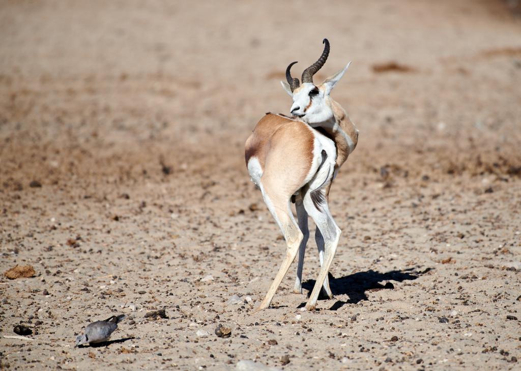 Parc d'Etosha {Namibie] - 2021