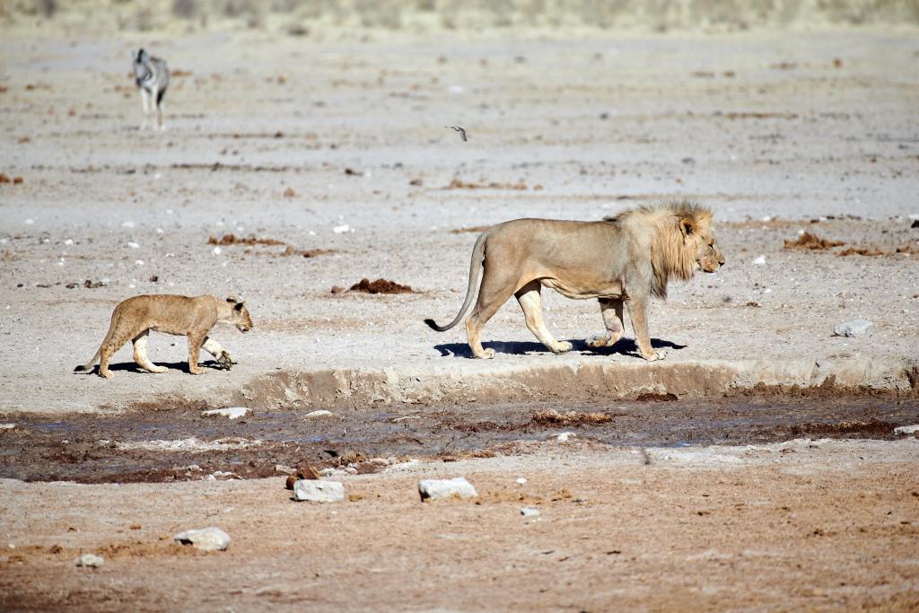 Parc d'Etosha [Namibie] - 2021