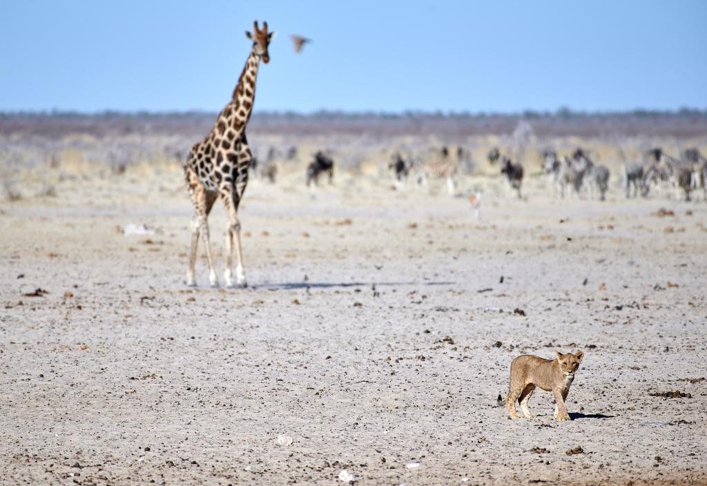 Parc d'Etosha [Namibie] - 2021