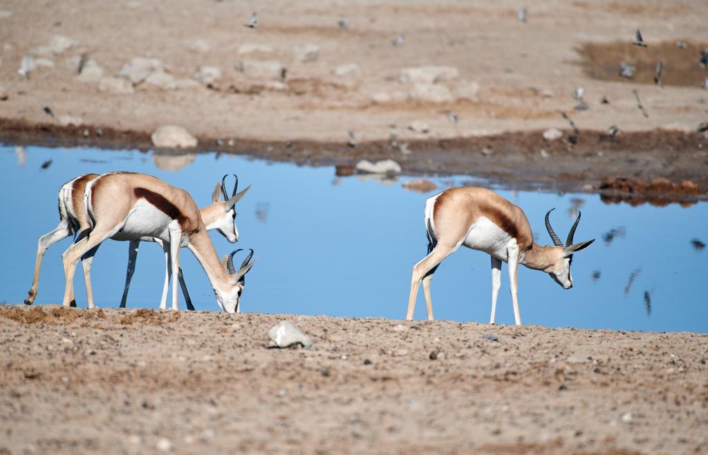 Parc d'Etosha [Namibie] - 2021