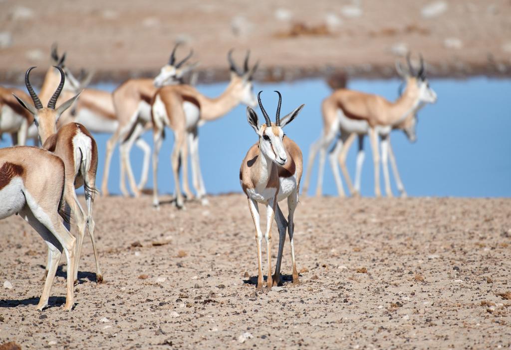 Parc d'Etosha {Namibie] - 2021