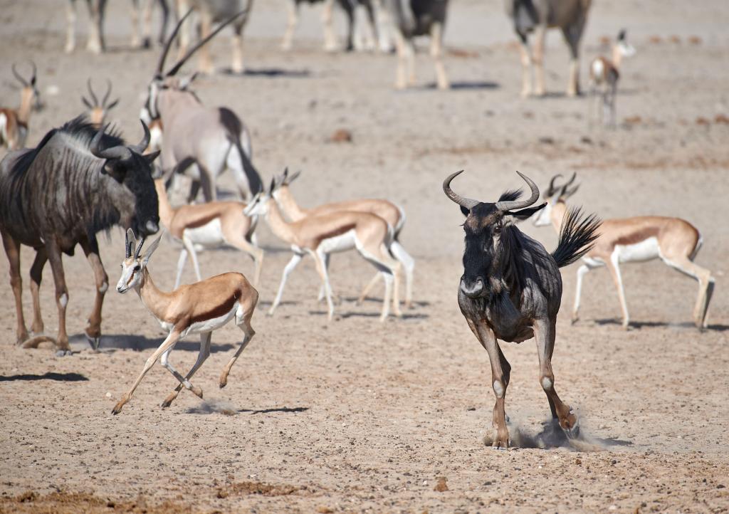 Parc d'Etosha {Namibie] - 2021