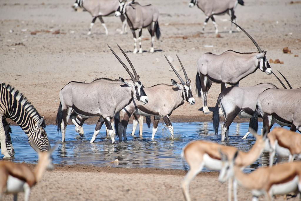 Parc d'Etosha [Namibie] - 2021