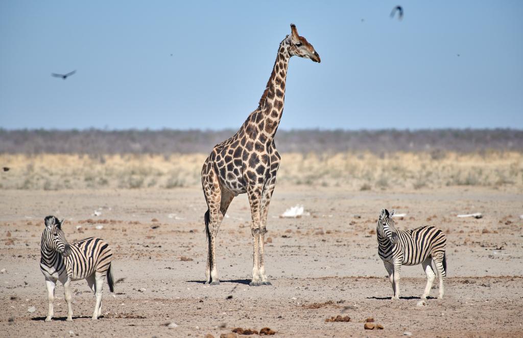 Parc d'Etosha [Namibie] - 2021