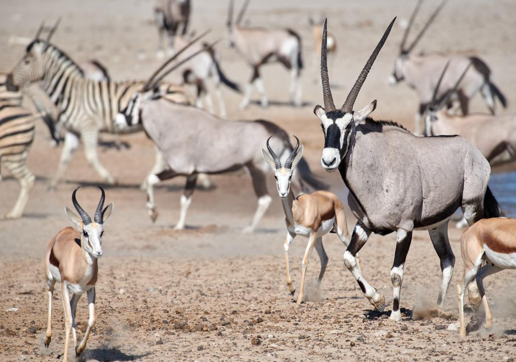 Parc d'Etosha [Namibie] - 2021