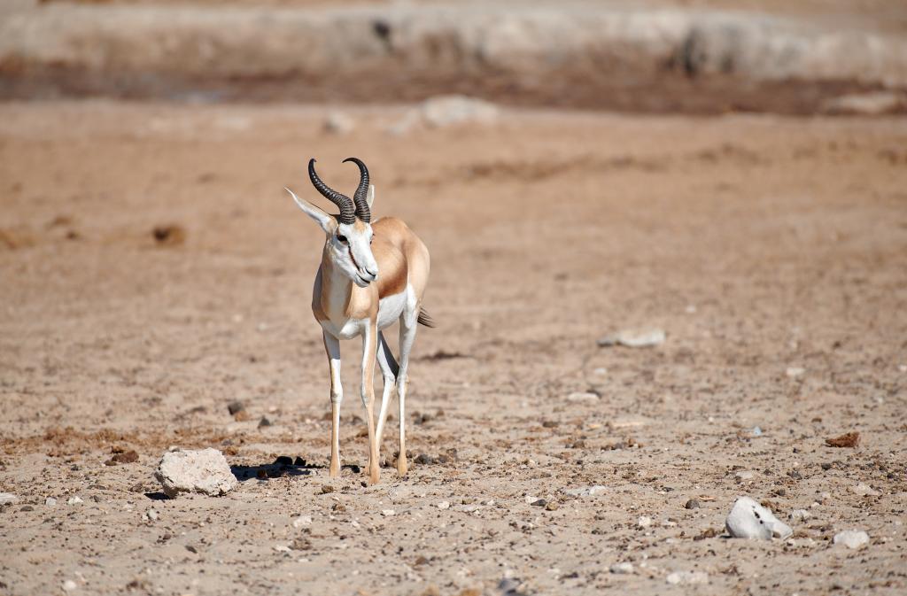 Parc d'Etosha {Namibie] - 2021