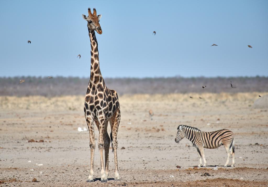 Parc d'Etosha [Namibie] - 2021