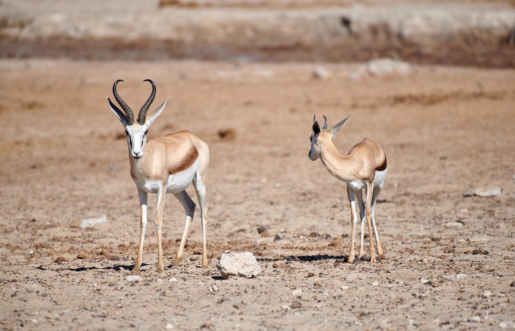 Parc d'Etosha [Namibie] - 2021