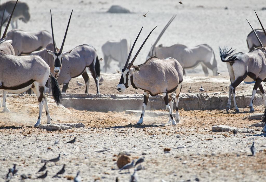 Parc d'Etosha {Namibie] - 2021