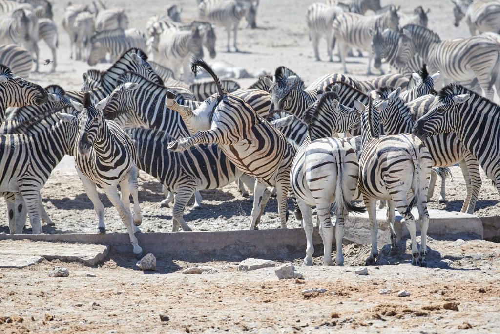 Parc d'Etosha [Namibie] - 2021