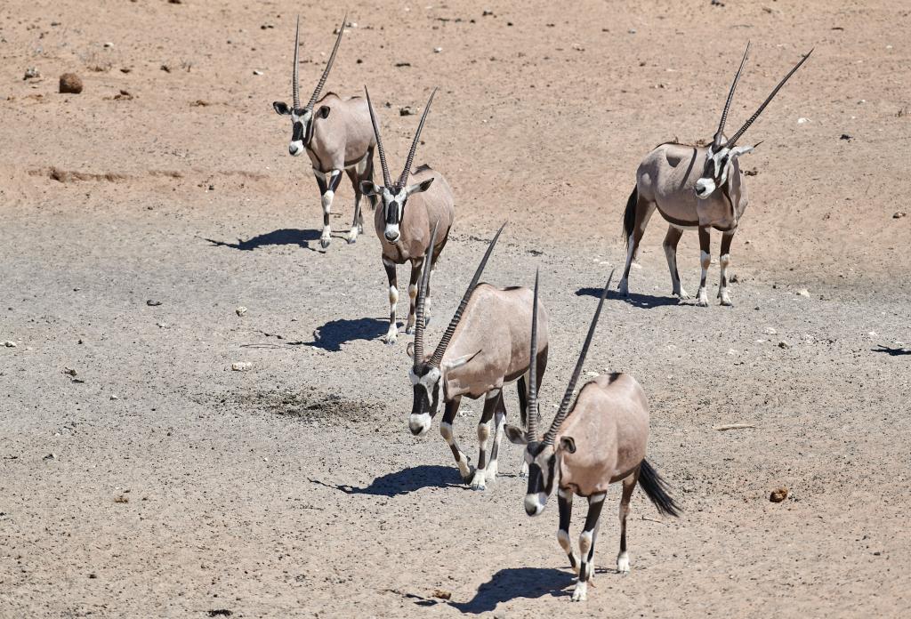 Parc d'Etosha [Namibie] - 2021