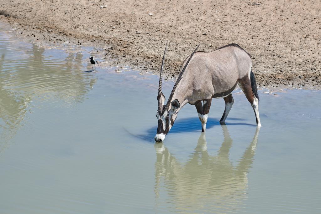 Parc d'Etosha [Namibie] - 2021