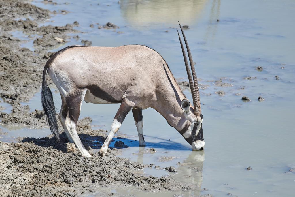 Parc d'Etosha [Namibie] - 2021