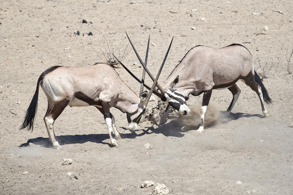 Parc d'Etosha {Namibie] - 2021